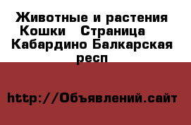 Животные и растения Кошки - Страница 3 . Кабардино-Балкарская респ.